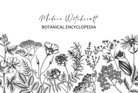 Apothecary plant border design. Witchcraft background. Herbal remedies, medicinal plants, witch herbs hand-drawn vector illustration. Vinatge card template. NOT AI genereted